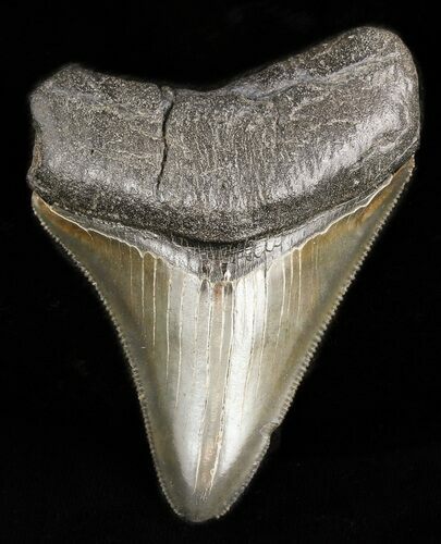 Serrated Megalodon Tooth - South Carolina #47236